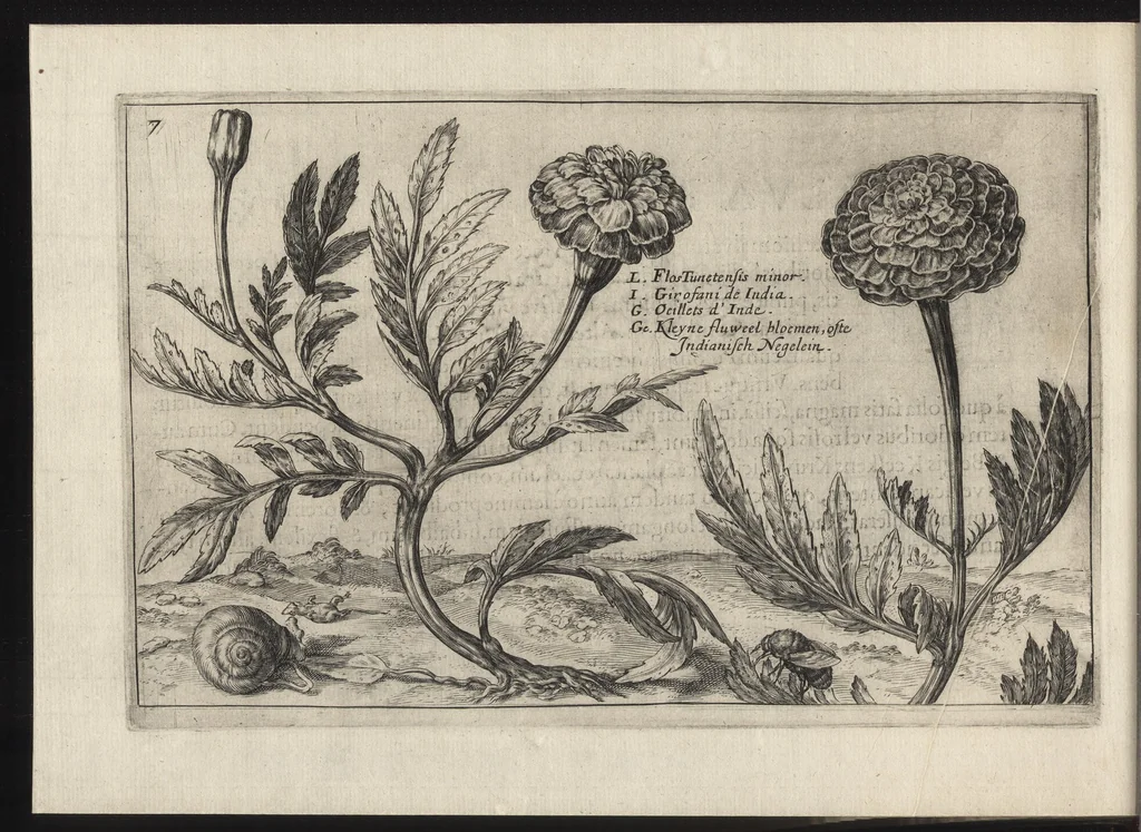 An illustration from Iardin de fleurs : contenant en soy les plus rares et plus excellentes fleurs que pour le present les amateurs dicelles tiennent en grande estime et dignite : divisees selon les quatre saisons de l'an, 1617, leaf 211