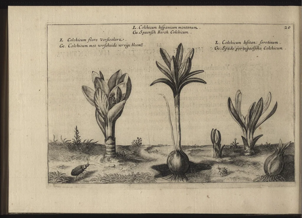 An illustration from Iardin de fleurs : contenant en soy les plus rares et plus excellentes fleurs que pour le present les amateurs dicelles tiennent en grande estime et dignite : divisees selon les quatre saisons de l'an, 1617, leaf 237