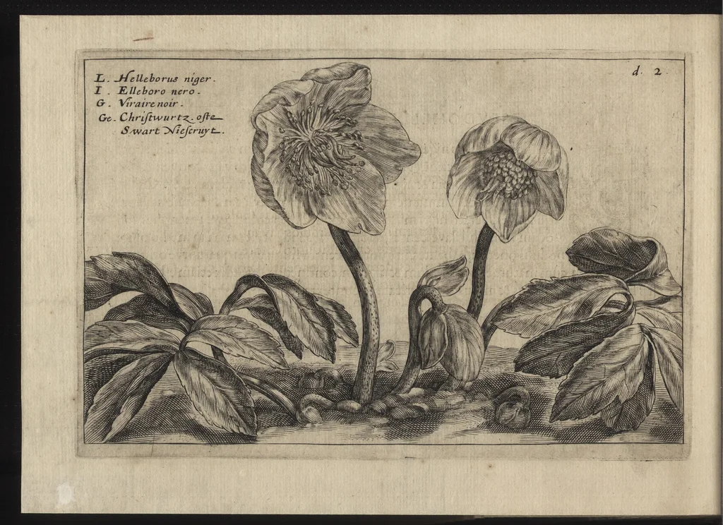 An illustration from Iardin de fleurs : contenant en soy les plus rares et plus excellentes fleurs que pour le present les amateurs dicelles tiennent en grande estime et dignite : divisees selon les quatre saisons de l'an, 1617, leaf 261