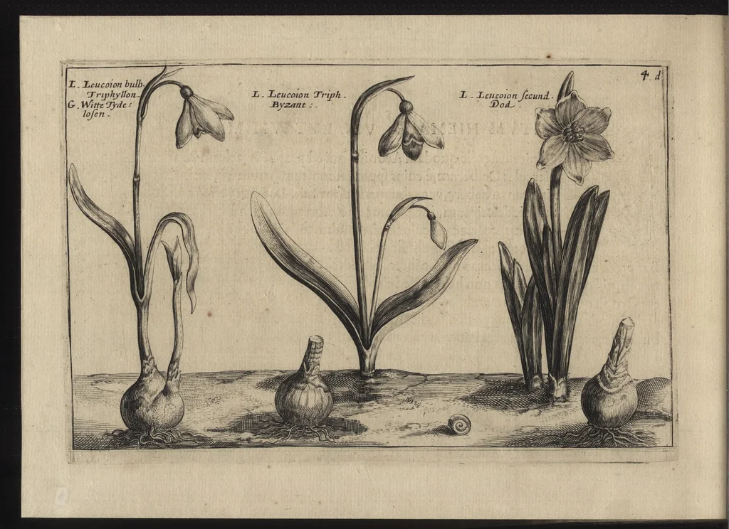 An illustration from Iardin de fleurs : contenant en soy les plus rares et plus excellentes fleurs que pour le present les amateurs dicelles tiennent en grande estime et dignite : divisees selon les quatre saisons de l'an, 1617, leaf 265