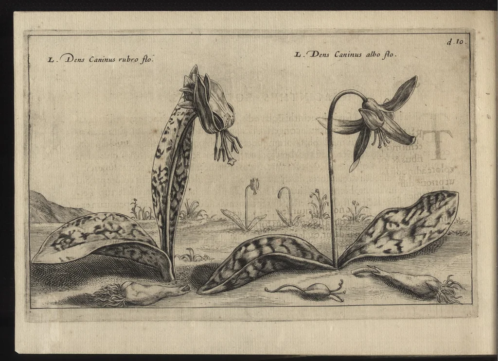 An illustration from Iardin de fleurs : contenant en soy les plus rares et plus excellentes fleurs que pour le present les amateurs dicelles tiennent en grande estime et dignite : divisees selon les quatre saisons de l'an, 1617, leaf 277