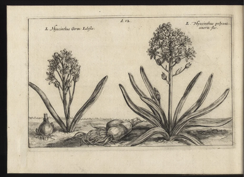 An illustration from Iardin de fleurs : contenant en soy les plus rares et plus excellentes fleurs que pour le present les amateurs dicelles tiennent en grande estime et dignite : divisees selon les quatre saisons de l'an, 1617, leaf 281