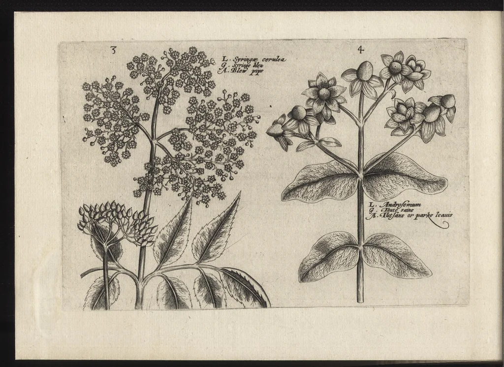 An illustration from Iardin de fleurs : contenant en soy les plus rares et plus excellentes fleurs que pour le present les amateurs dicelles tiennent en grande estime et dignite : divisees selon les quatre saisons de l'an, 1617, leaf 289