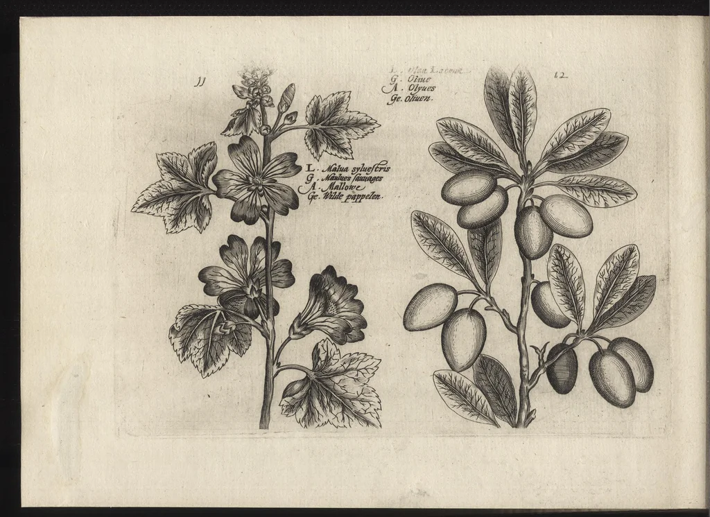 An illustration from Iardin de fleurs : contenant en soy les plus rares et plus excellentes fleurs que pour le present les amateurs dicelles tiennent en grande estime et dignite : divisees selon les quatre saisons de l'an, 1617, leaf 297