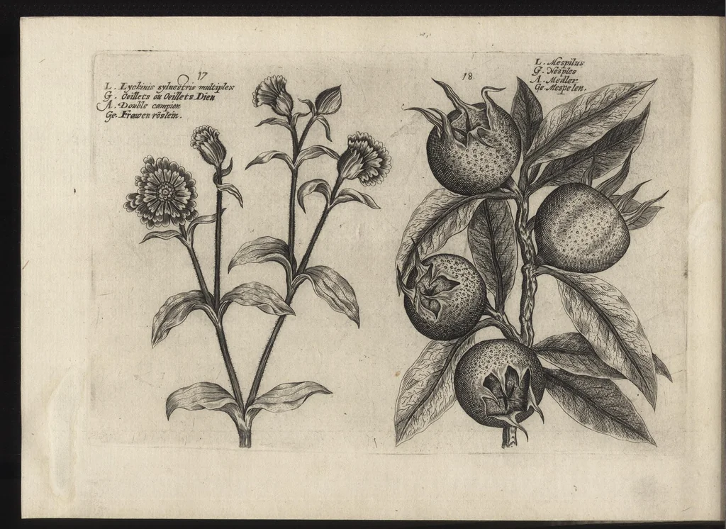 An illustration from Iardin de fleurs : contenant en soy les plus rares et plus excellentes fleurs que pour le present les amateurs dicelles tiennent en grande estime et dignite : divisees selon les quatre saisons de l'an, 1617, leaf 303