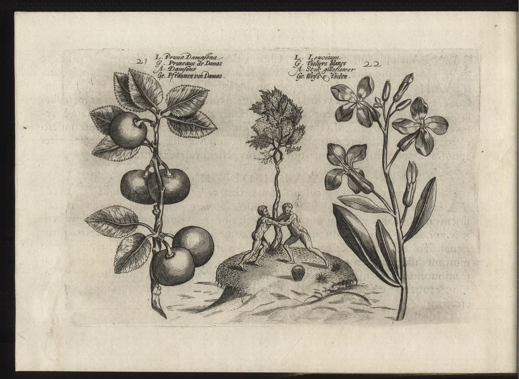 An illustration from Iardin de fleurs : contenant en soy les plus rares et plus excellentes fleurs que pour le present les amateurs dicelles tiennent en grande estime et dignite : divisees selon les quatre saisons de l'an, 1617, leaf 307