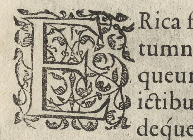 An illustration from Iardin de fleurs : contenant en soy les plus rares et plus excellentes fleurs que pour le present les amateurs dicelles tiennent en grande estime et dignite : divisees selon les quatre saisons de l'an, 1617, leaf 312