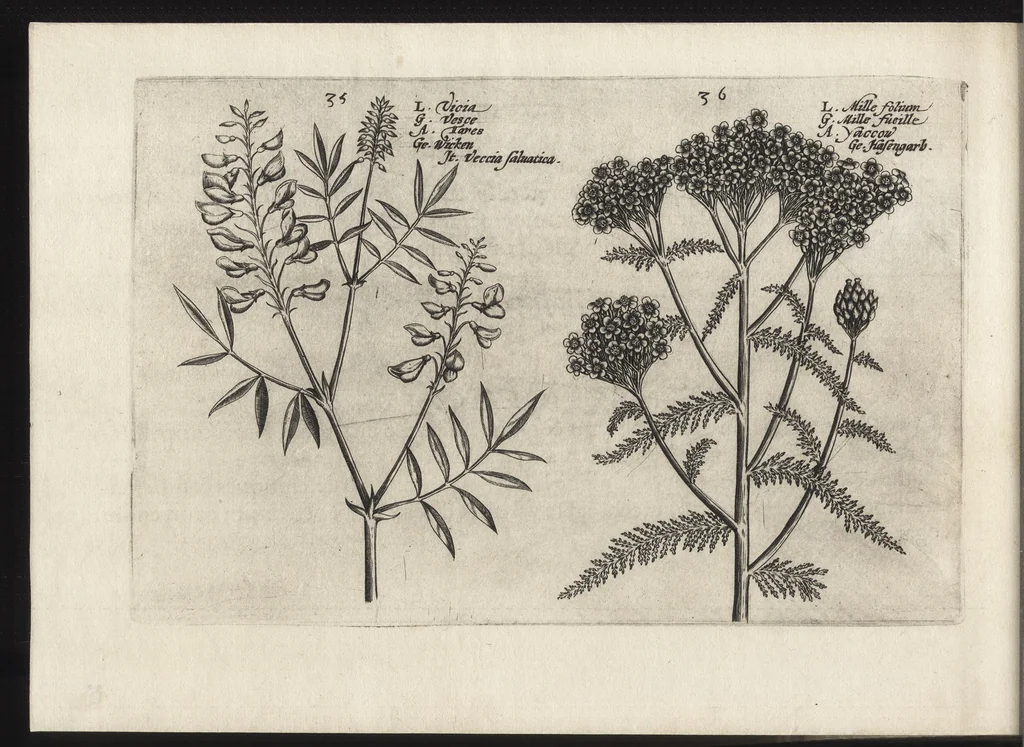 An illustration from Iardin de fleurs : contenant en soy les plus rares et plus excellentes fleurs que pour le present les amateurs dicelles tiennent en grande estime et dignite : divisees selon les quatre saisons de l'an, 1617, leaf 321
