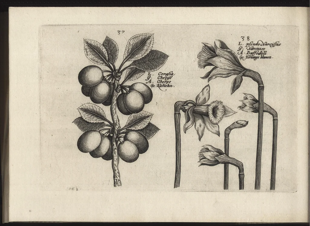 An illustration from Iardin de fleurs : contenant en soy les plus rares et plus excellentes fleurs que pour le present les amateurs dicelles tiennent en grande estime et dignite : divisees selon les quatre saisons de l'an, 1617, leaf 325