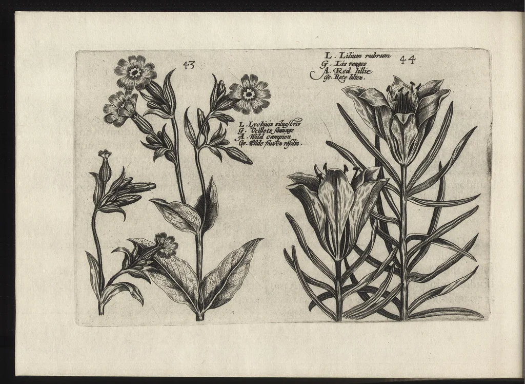 An illustration from Iardin de fleurs : contenant en soy les plus rares et plus excellentes fleurs que pour le present les amateurs dicelles tiennent en grande estime et dignite : divisees selon les quatre saisons de l'an, 1617, leaf 329
