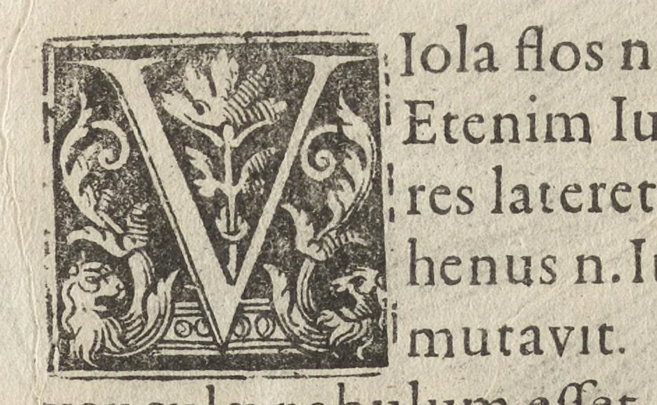 An illustration from Iardin de fleurs : contenant en soy les plus rares et plus excellentes fleurs que pour le present les amateurs dicelles tiennent en grande estime et dignite : divisees selon les quatre saisons de l'an, 1617, leaf 334