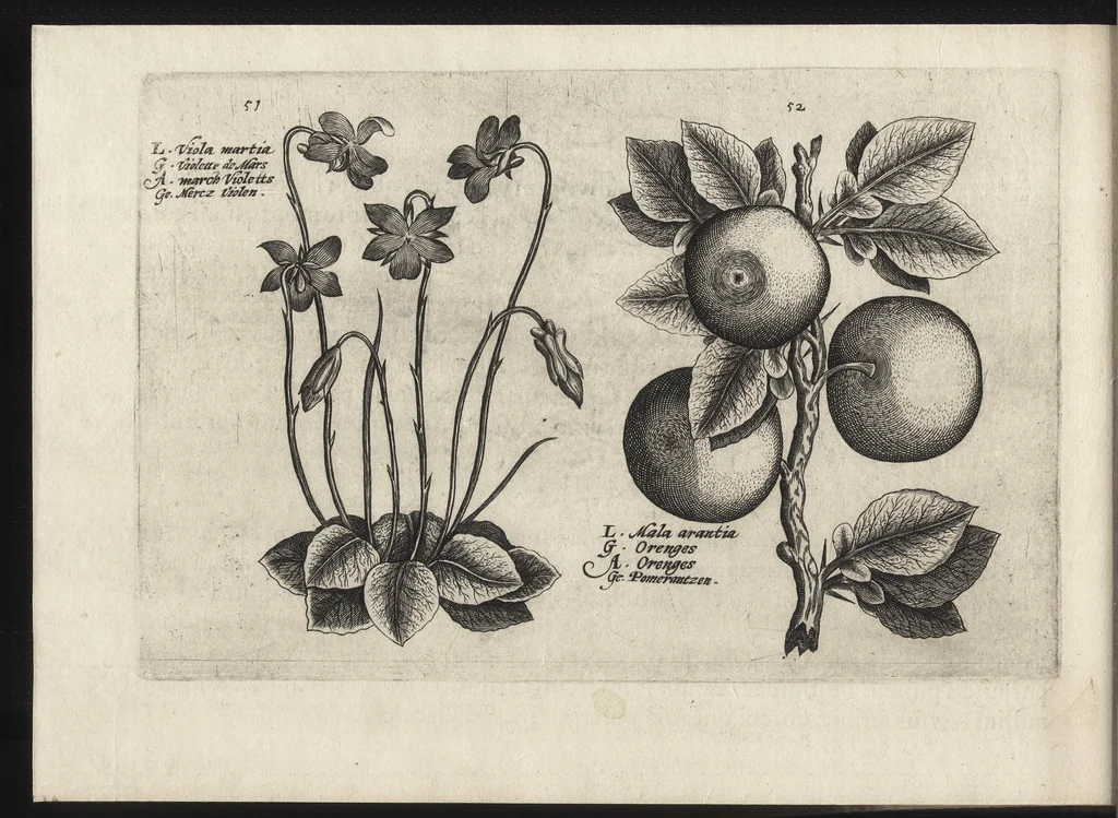 An illustration from Iardin de fleurs : contenant en soy les plus rares et plus excellentes fleurs que pour le present les amateurs dicelles tiennent en grande estime et dignite : divisees selon les quatre saisons de l'an, 1617, leaf 337
