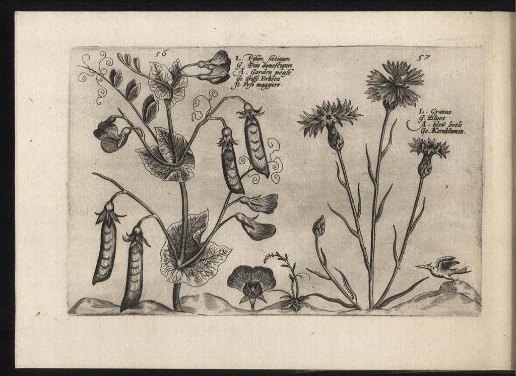 An illustration from Iardin de fleurs : contenant en soy les plus rares et plus excellentes fleurs que pour le present les amateurs dicelles tiennent en grande estime et dignite : divisees selon les quatre saisons de l'an, 1617, leaf 343