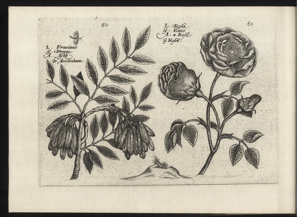 An illustration from Iardin de fleurs : contenant en soy les plus rares et plus excellentes fleurs que pour le present les amateurs dicelles tiennent en grande estime et dignite : divisees selon les quatre saisons de l'an, 1617, leaf 347