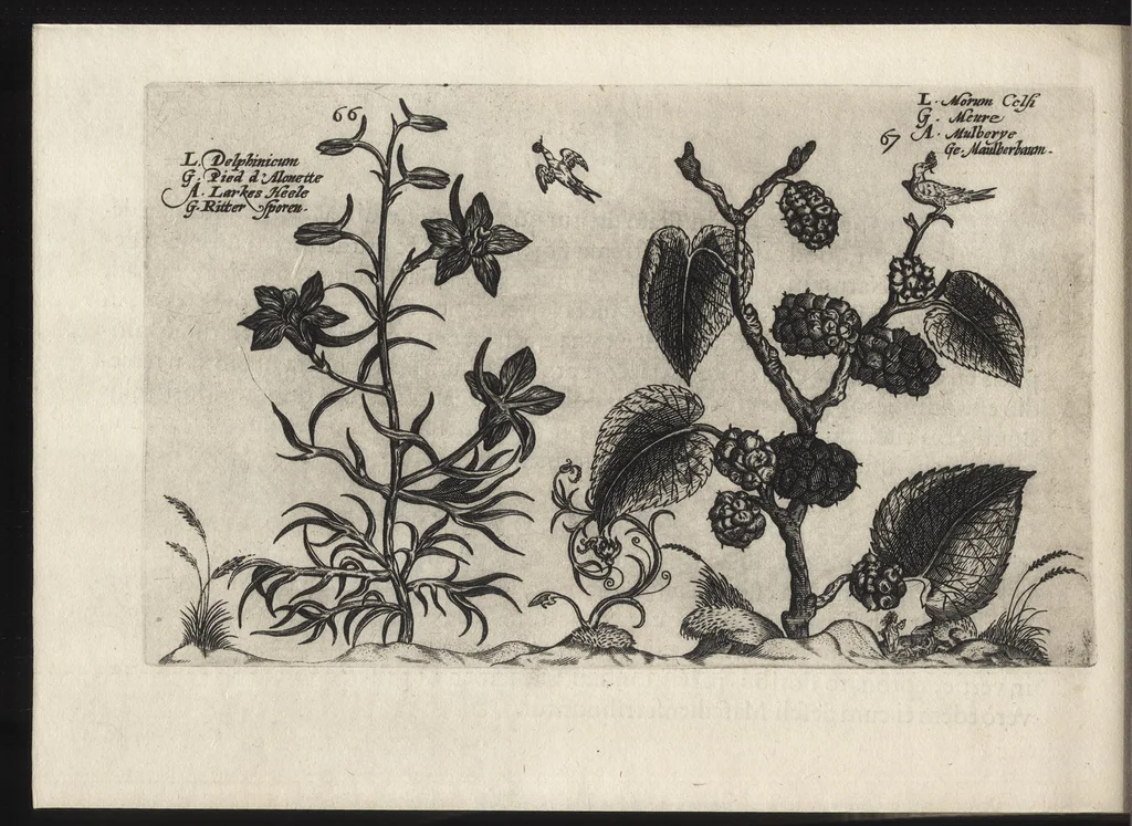 An illustration from Iardin de fleurs : contenant en soy les plus rares et plus excellentes fleurs que pour le present les amateurs dicelles tiennent en grande estime et dignite : divisees selon les quatre saisons de l'an, 1617, leaf 353