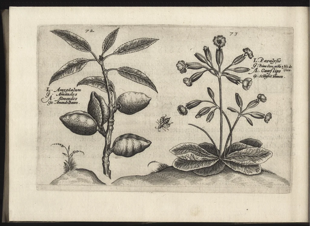 An illustration from Iardin de fleurs : contenant en soy les plus rares et plus excellentes fleurs que pour le present les amateurs dicelles tiennent en grande estime et dignite : divisees selon les quatre saisons de l'an, 1617, leaf 359