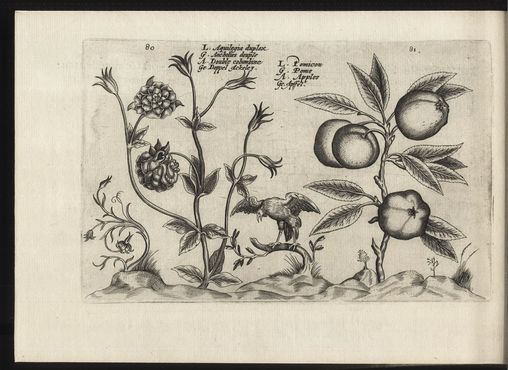 An illustration from Iardin de fleurs : contenant en soy les plus rares et plus excellentes fleurs que pour le present les amateurs dicelles tiennent en grande estime et dignite : divisees selon les quatre saisons de l'an, 1617, leaf 367