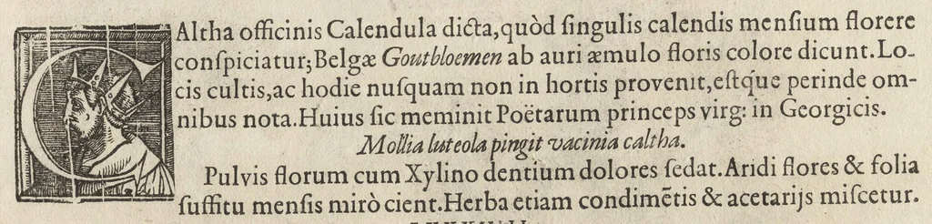 An illustration from Iardin de fleurs : contenant en soy les plus rares et plus excellentes fleurs que pour le present les amateurs dicelles tiennent en grande estime et dignite : divisees selon les quatre saisons de l'an, 1617, leaf 372