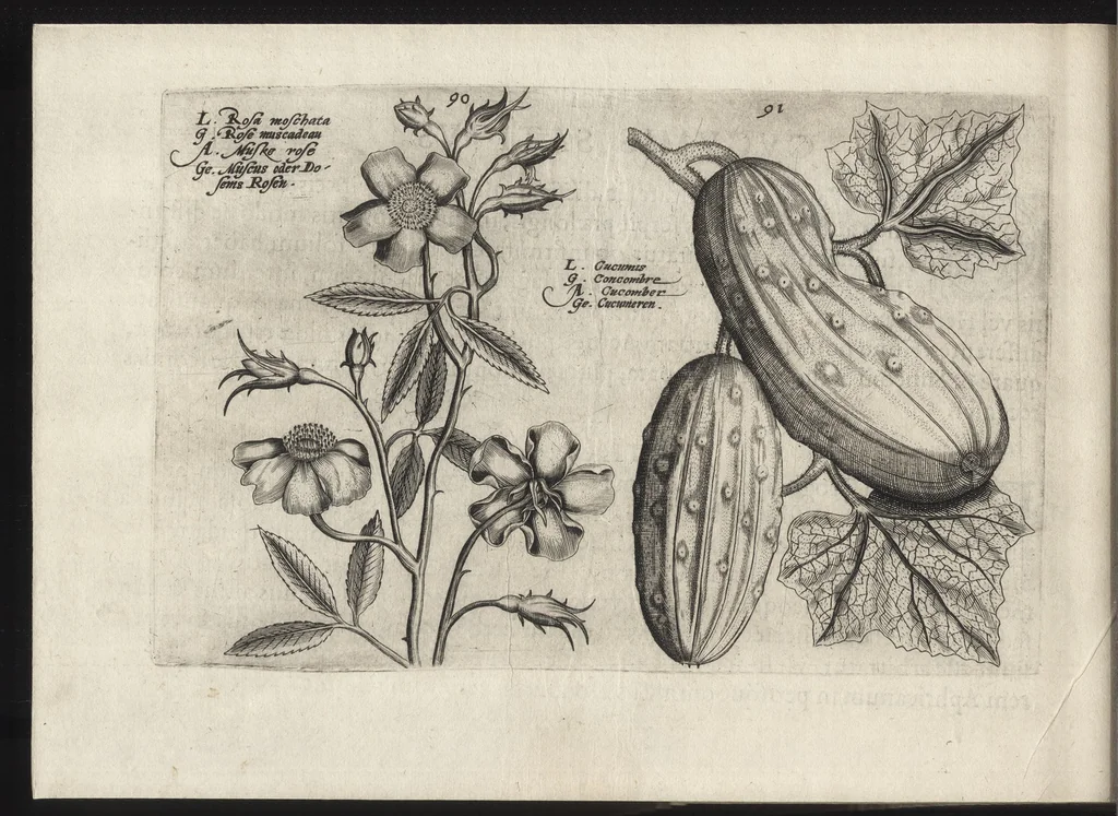An illustration from Iardin de fleurs : contenant en soy les plus rares et plus excellentes fleurs que pour le present les amateurs dicelles tiennent en grande estime et dignite : divisees selon les quatre saisons de l'an, 1617, leaf 377