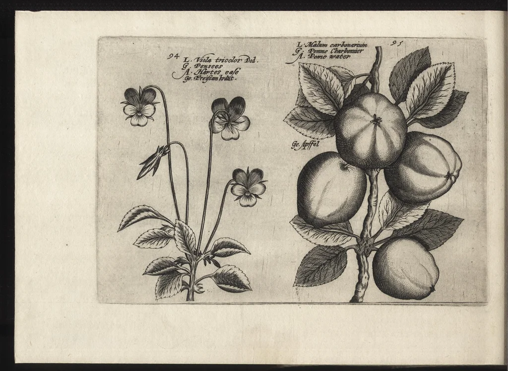 An illustration from Iardin de fleurs : contenant en soy les plus rares et plus excellentes fleurs que pour le present les amateurs dicelles tiennent en grande estime et dignite : divisees selon les quatre saisons de l'an, 1617, leaf 381