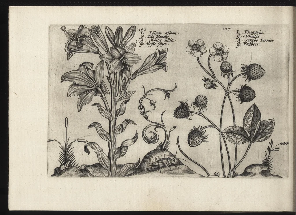 An illustration from Iardin de fleurs : contenant en soy les plus rares et plus excellentes fleurs que pour le present les amateurs dicelles tiennent en grande estime et dignite : divisees selon les quatre saisons de l'an, 1617, leaf 389