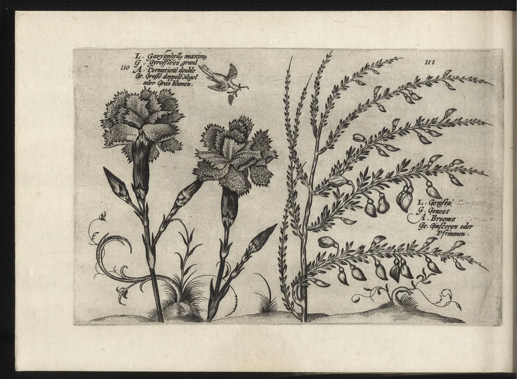 An illustration from Iardin de fleurs : contenant en soy les plus rares et plus excellentes fleurs que pour le present les amateurs dicelles tiennent en grande estime et dignite : divisees selon les quatre saisons de l'an, 1617, leaf 397