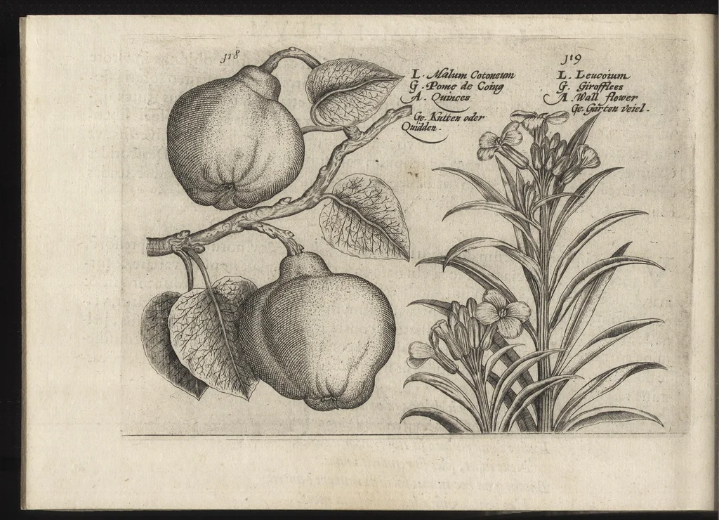 An illustration from Iardin de fleurs : contenant en soy les plus rares et plus excellentes fleurs que pour le present les amateurs dicelles tiennent en grande estime et dignite : divisees selon les quatre saisons de l'an, 1617, leaf 405
