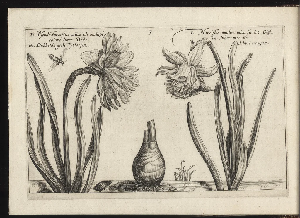 An illustration from Iardin de fleurs : contenant en soy les plus rares et plus excellentes fleurs que pour le present les amateurs dicelles tiennent en grande estime et dignite : divisees selon les quatre saisons de l'an, 1617, leaf 47