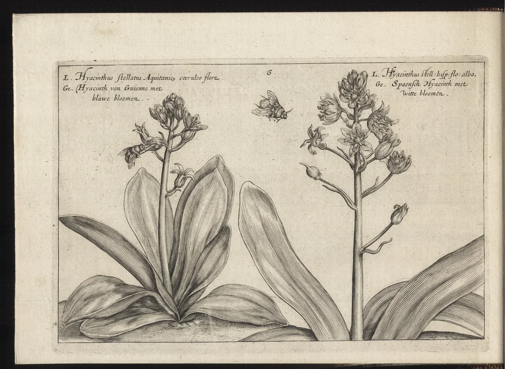 An illustration from Iardin de fleurs : contenant en soy les plus rares et plus excellentes fleurs que pour le present les amateurs dicelles tiennent en grande estime et dignite : divisees selon les quatre saisons de l'an, 1617, leaf 53
