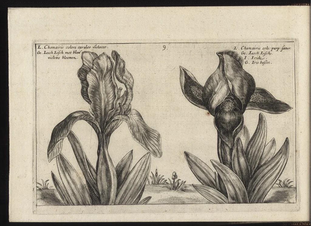 An illustration from Iardin de fleurs : contenant en soy les plus rares et plus excellentes fleurs que pour le present les amateurs dicelles tiennent en grande estime et dignite : divisees selon les quatre saisons de l'an, 1617, leaf 59