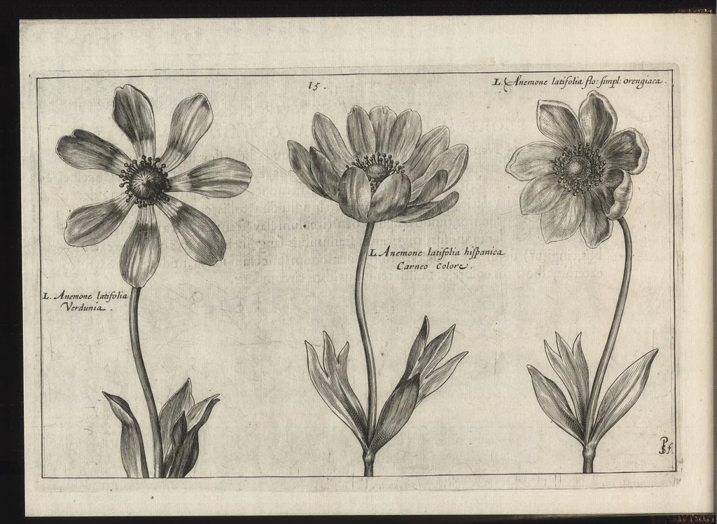 An illustration from Iardin de fleurs : contenant en soy les plus rares et plus excellentes fleurs que pour le present les amateurs dicelles tiennent en grande estime et dignite : divisees selon les quatre saisons de l'an, 1617, leaf 71