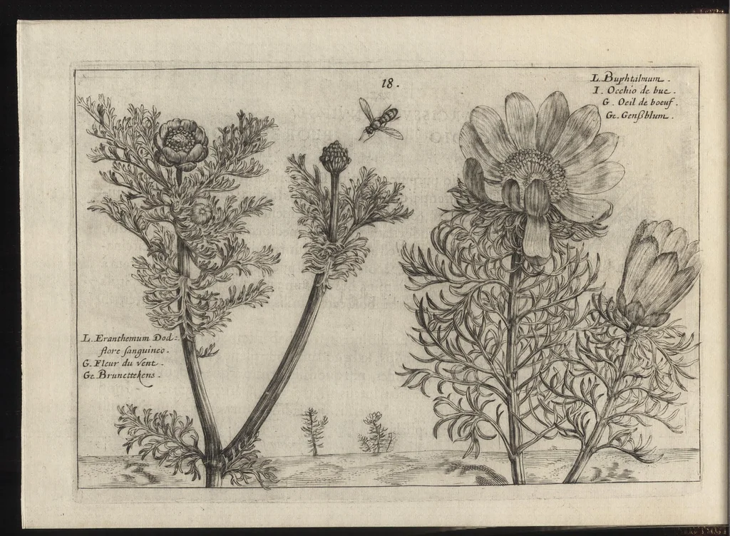 An illustration from Iardin de fleurs : contenant en soy les plus rares et plus excellentes fleurs que pour le present les amateurs dicelles tiennent en grande estime et dignite : divisees selon les quatre saisons de l'an, 1617, leaf 77