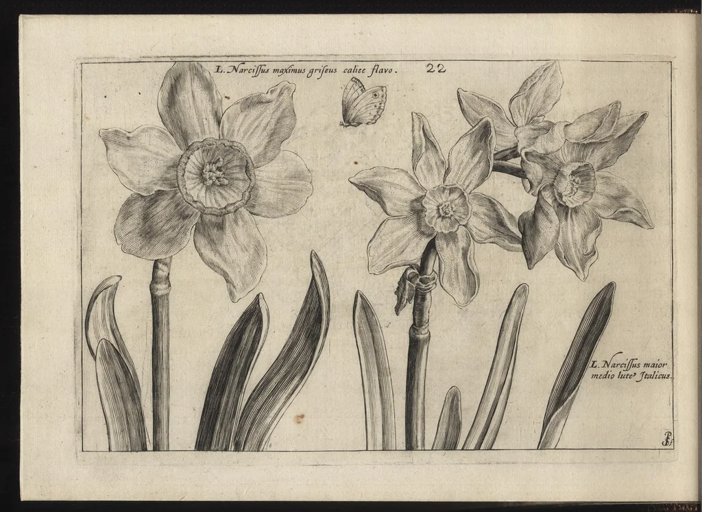 An illustration from Iardin de fleurs : contenant en soy les plus rares et plus excellentes fleurs que pour le present les amateurs dicelles tiennent en grande estime et dignite : divisees selon les quatre saisons de l'an, 1617, leaf 85