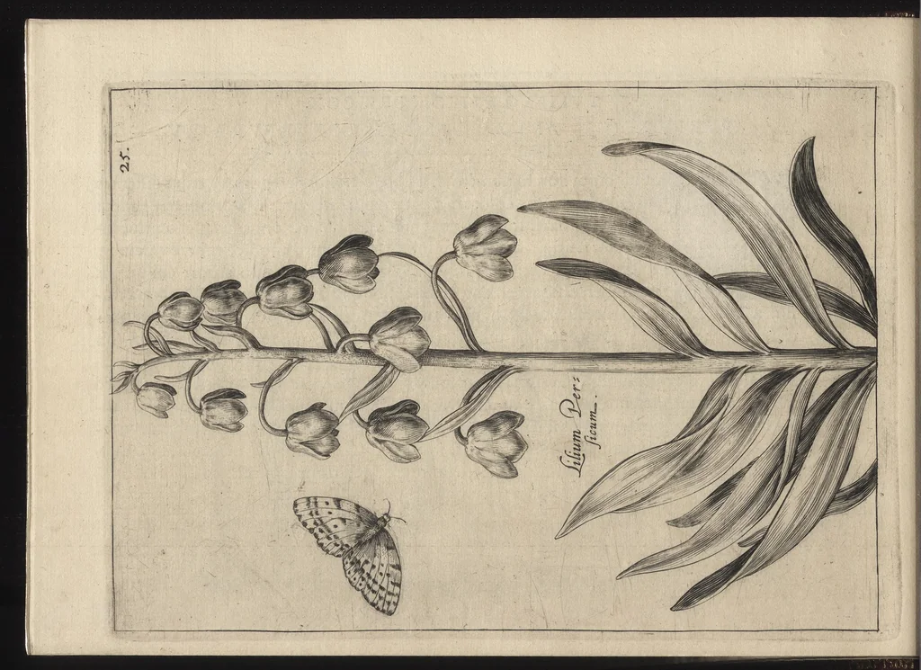 An illustration from Iardin de fleurs : contenant en soy les plus rares et plus excellentes fleurs que pour le present les amateurs dicelles tiennent en grande estime et dignite : divisees selon les quatre saisons de l'an, 1617, leaf 91
