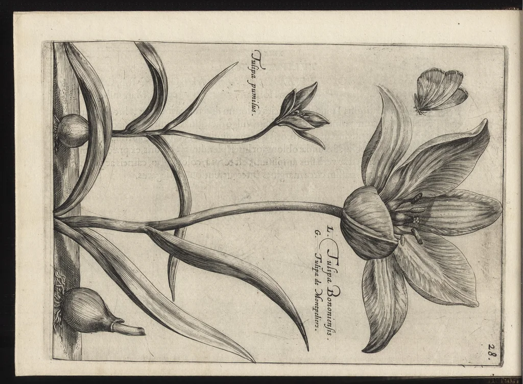 An illustration from Iardin de fleurs : contenant en soy les plus rares et plus excellentes fleurs que pour le present les amateurs dicelles tiennent en grande estime et dignite : divisees selon les quatre saisons de l'an, 1617, leaf 97