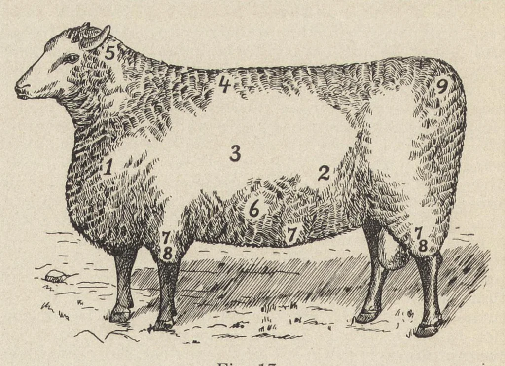 An illustration from Recent improvements in textile machinery, 1898, leaf 35