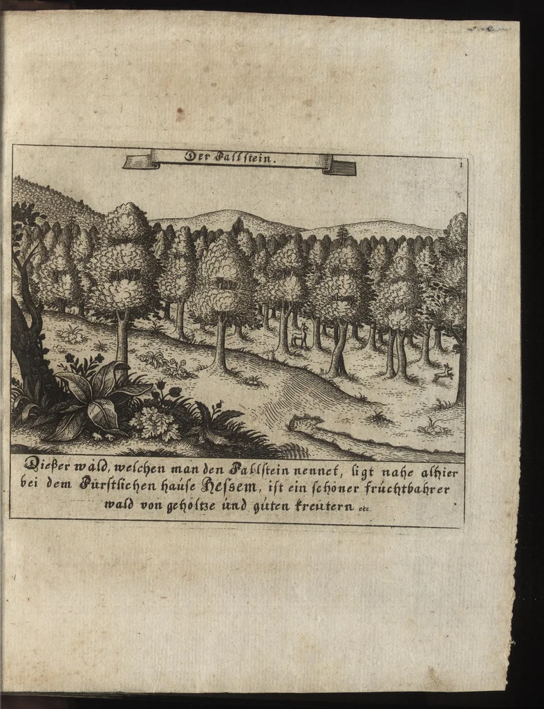 An illustration from Beschreibung des ganzen Fürstlich Braunschw. Gartens zu Hessem : mit seinen künstliche[n] Abteihlungen, Qvartiren, Gehegken, Gebeüden, LauberHütten, WasserKünsten, Brunnen und ausgehawenen Bildern : auch ordentliche Specification aller derer Simplicium und Gewechse, so von A[nn]o 1607 bis in dass 1651. Jahr, darinnen ... gezeuget worden : worbeij ein nohtwendiger Unterricht, wie ein feiner Lust-, Obst- und Küchengarte anzulegen ... : uber das eine gute Anleitung wie man allerleij sonderliche GärtenGewächse in der Küchen vielfältig nutzen solle : und was für feine Simplicia in den benachbarten Wäldern, Bergen, Gründen, Brüchen und auf den Hügeln in der See zu finden, und auf zu heben seÿn, 1653, leaf 146