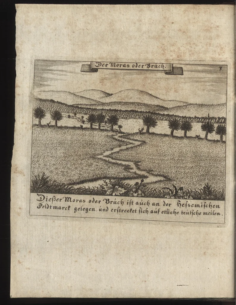 An illustration from Beschreibung des ganzen Fürstlich Braunschw. Gartens zu Hessem : mit seinen künstliche[n] Abteihlungen, Qvartiren, Gehegken, Gebeüden, LauberHütten, WasserKünsten, Brunnen und ausgehawenen Bildern : auch ordentliche Specification aller derer Simplicium und Gewechse, so von A[nn]o 1607 bis in dass 1651. Jahr, darinnen ... gezeuget worden : worbeij ein nohtwendiger Unterricht, wie ein feiner Lust-, Obst- und Küchengarte anzulegen ... : uber das eine gute Anleitung wie man allerleij sonderliche GärtenGewächse in der Küchen vielfältig nutzen solle : und was für feine Simplicia in den benachbarten Wäldern, Bergen, Gründen, Brüchen und auf den Hügeln in der See zu finden, und auf zu heben seÿn, 1653, leaf 155