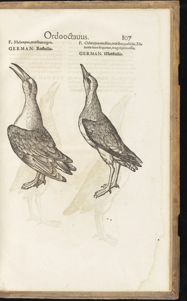 An illustration from Icones avivm omnivm, 1560, leaf 110