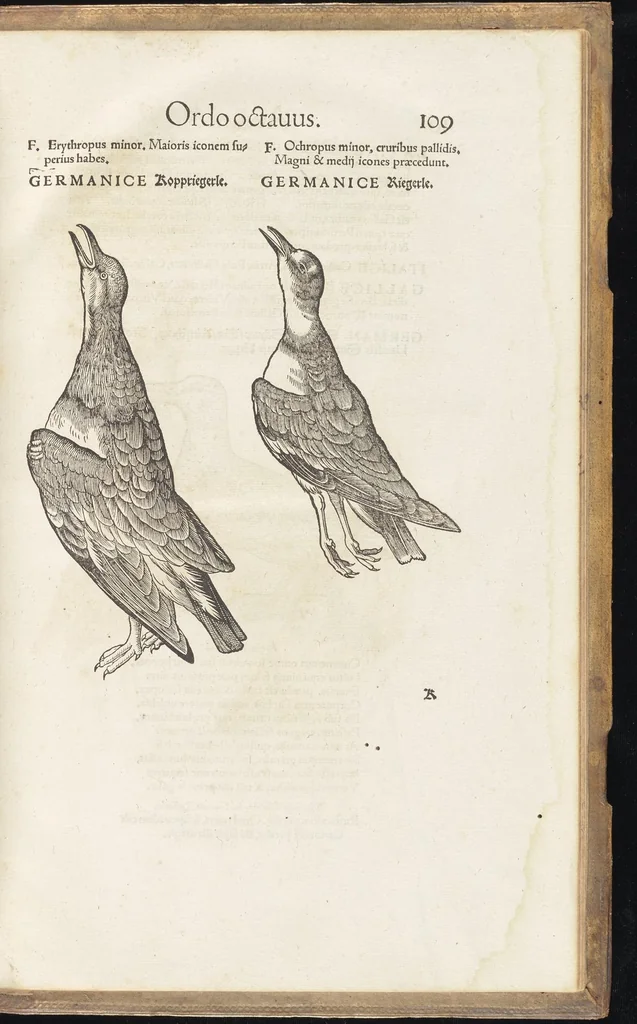 An illustration from Icones avivm omnivm, 1560, leaf 112