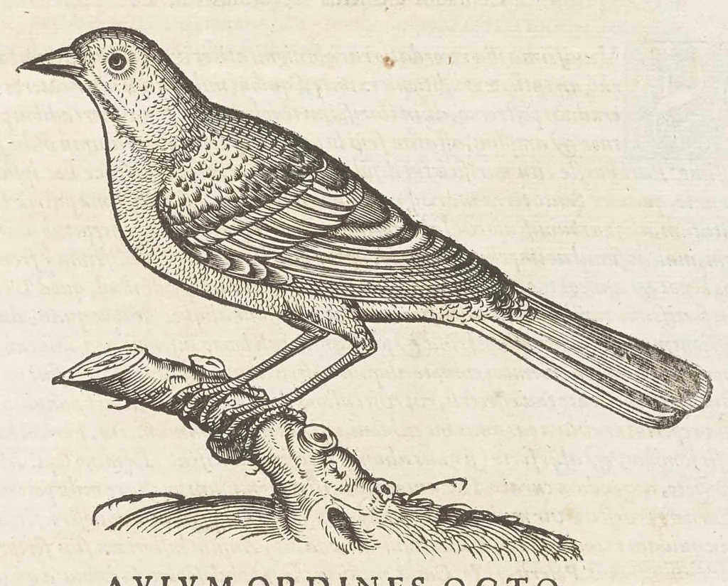 An illustration from Icones avivm omnivm, 1560, leaf 130