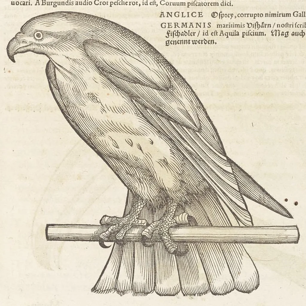 An illustration from Icones avivm omnivm, 1560, leaf 132