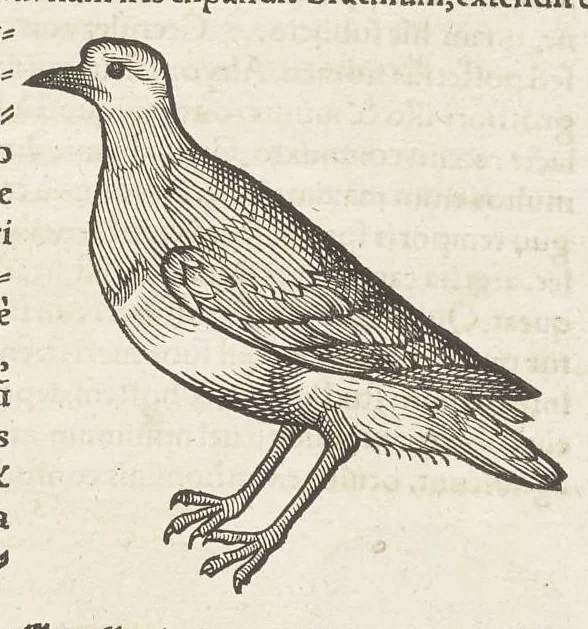 An illustration from Icones avivm omnivm, 1560, leaf 134