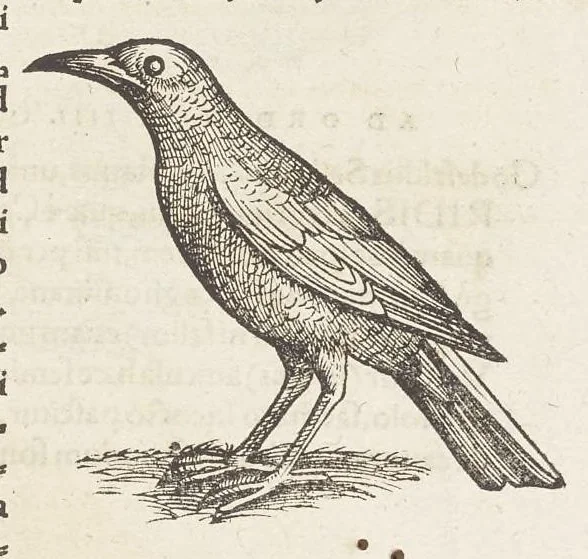 An illustration from Icones avivm omnivm, 1560, leaf 134