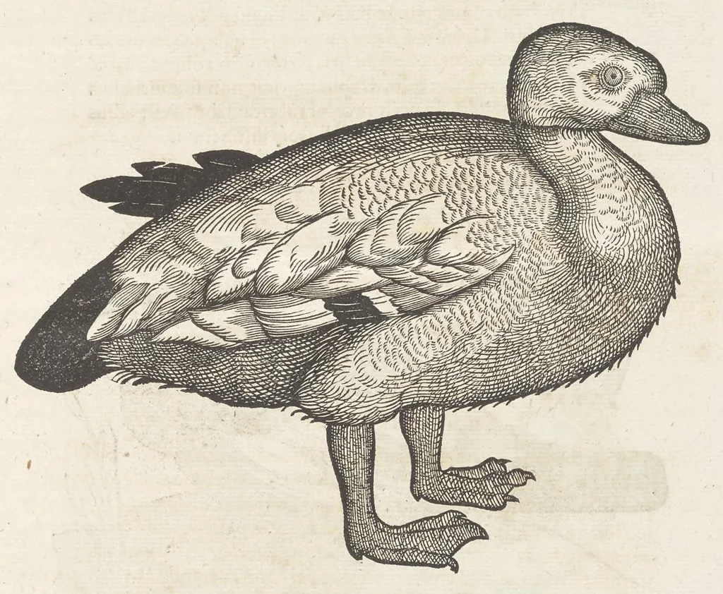 An illustration from Icones avivm omnivm, 1560, leaf 136