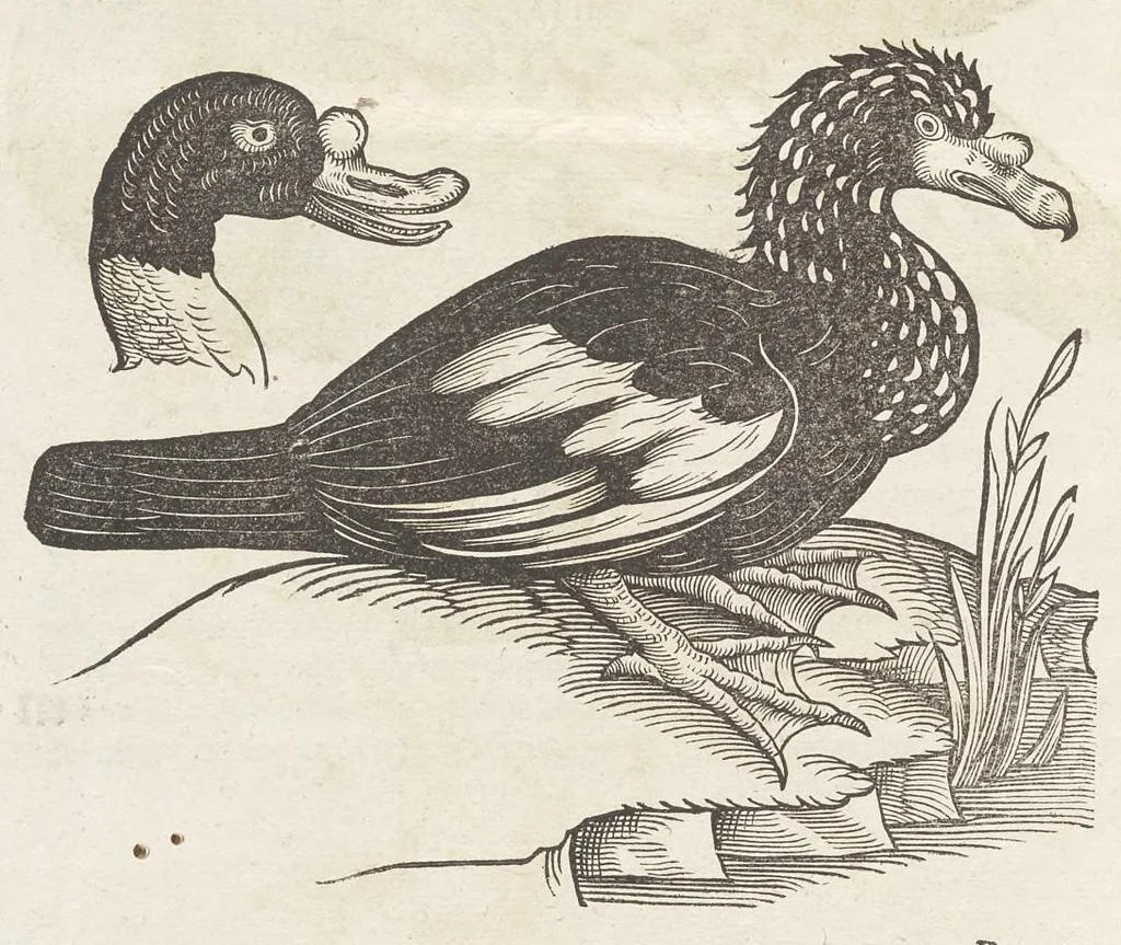 An illustration from Icones avivm omnivm, 1560, leaf 137