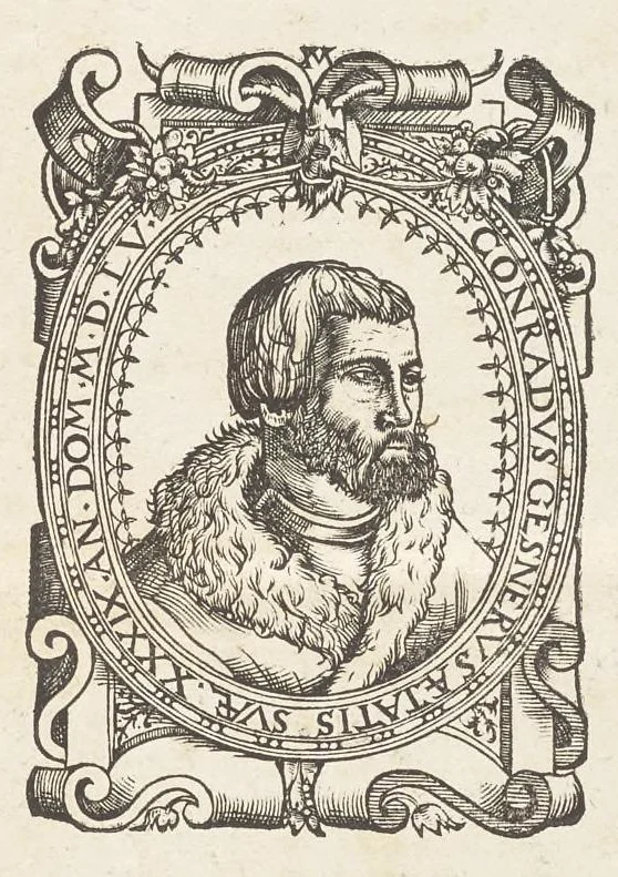 An illustration from Icones avivm omnivm, 1560, leaf 150