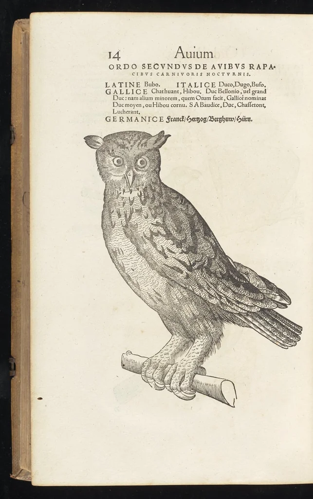 An illustration from Icones avivm omnivm, 1560, leaf 17