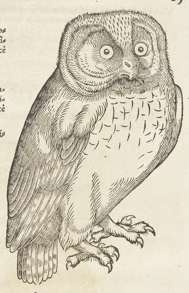 An illustration from Icones avivm omnivm, 1560, leaf 18