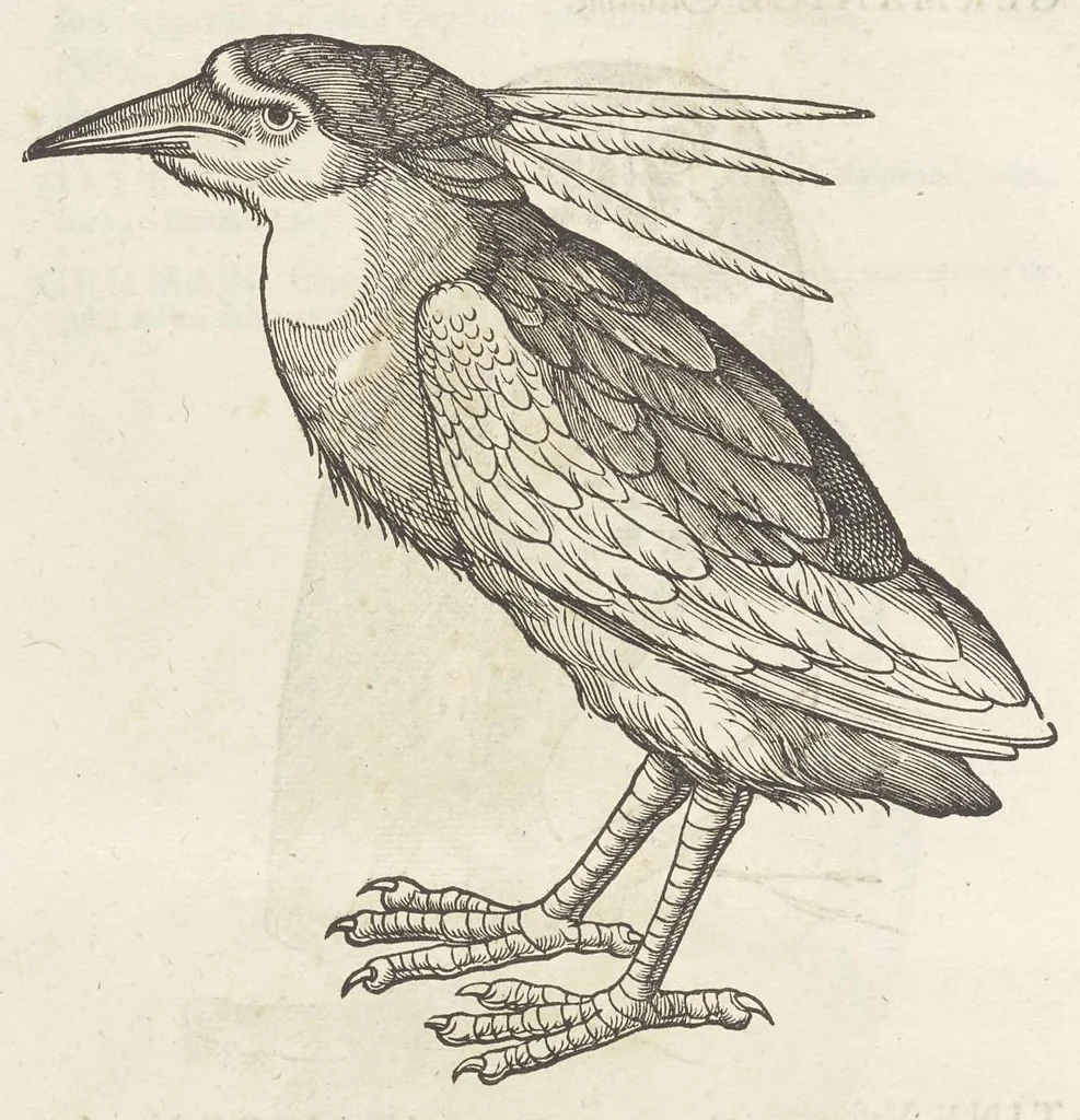 An illustration from Icones avivm omnivm, 1560, leaf 21